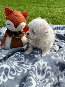 Harley