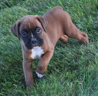 Harper