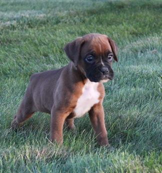 Harper