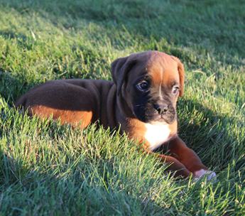 Harper