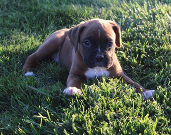 Harper