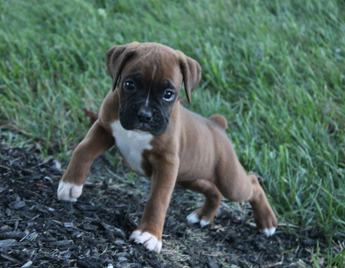 Harper