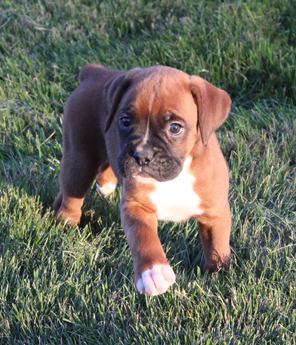 Harper