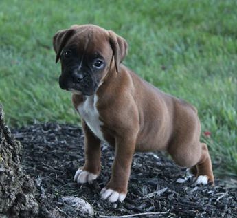 Harper