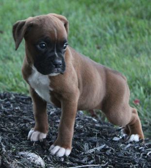 Harper