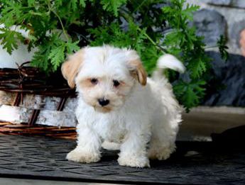 Jake