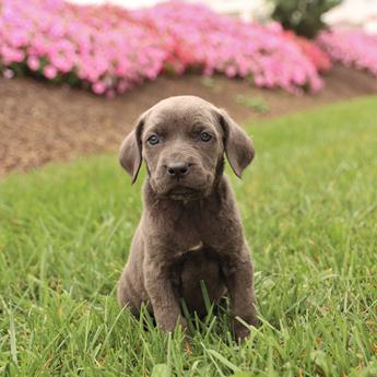 Kona