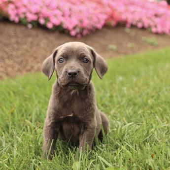 Kona