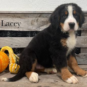 Lacey