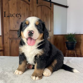 Lacey
