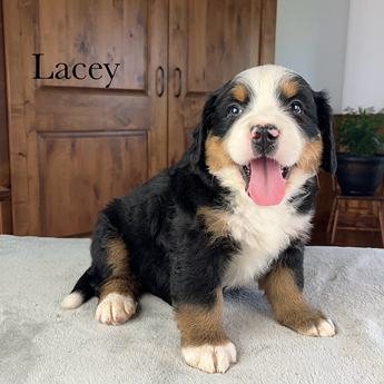 Lacey