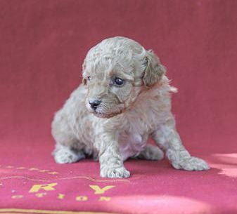 Lila
