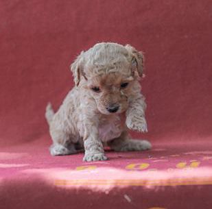 Lila
