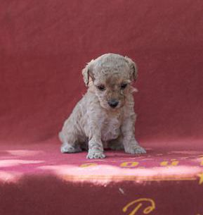 Lila