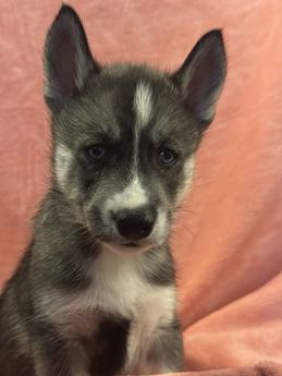 Lila