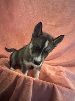 Lila