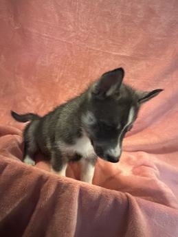 Lila