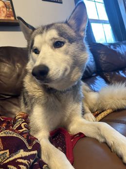 Lila
