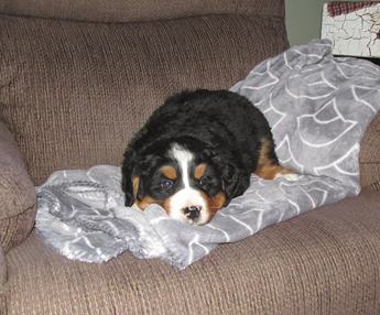 Lilly