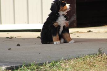 Lilly