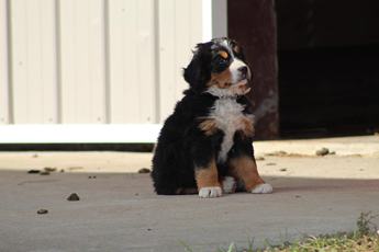 Lilly