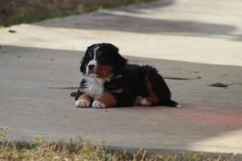 Lilly