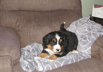 Lilly