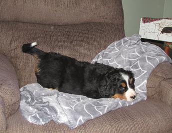 Lilly