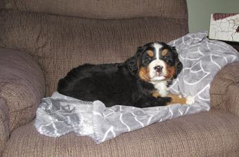 Lilly