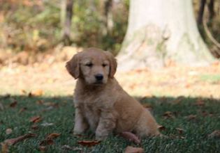 Lily