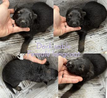 Longcoat Akc Females
