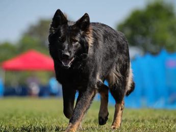 Longcoat Akc Females