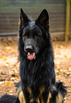 Longcoat Akc Females