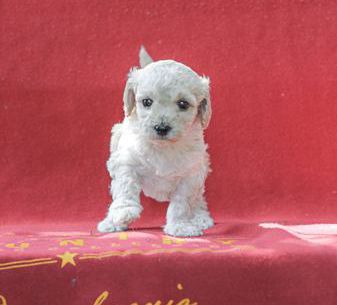 Lucas