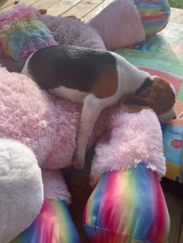 Mabel