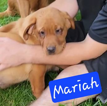 Mariah