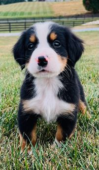 Mason