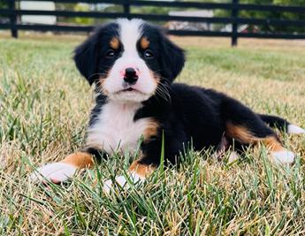 Mason