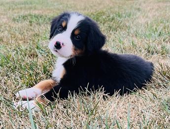 Mason
