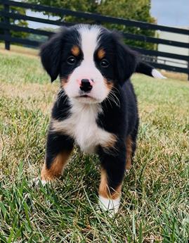 Mason