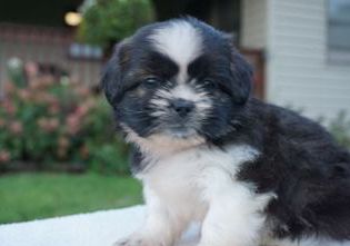 Molly