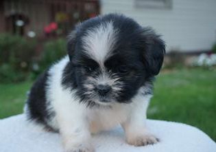 Molly