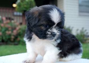 Molly