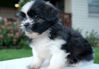 Molly