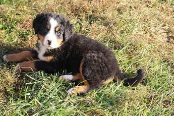 Molly