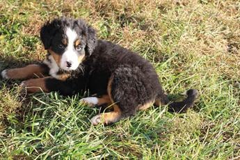 Molly
