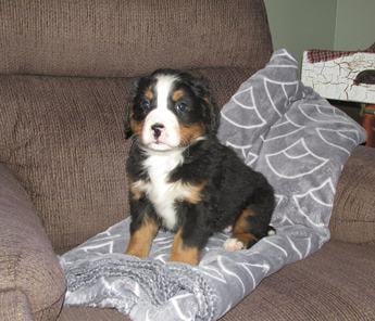 Molly