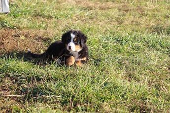 Molly