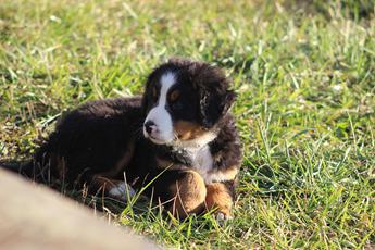 Molly