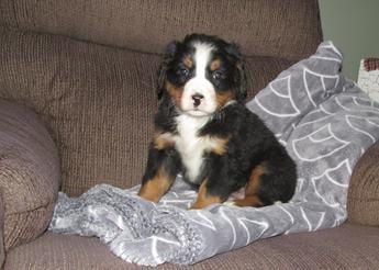 Molly